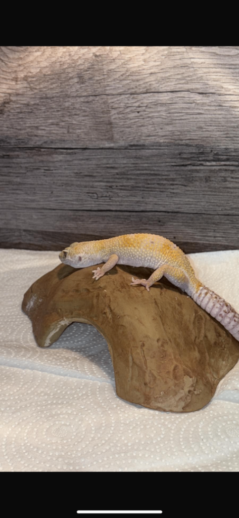 Geko