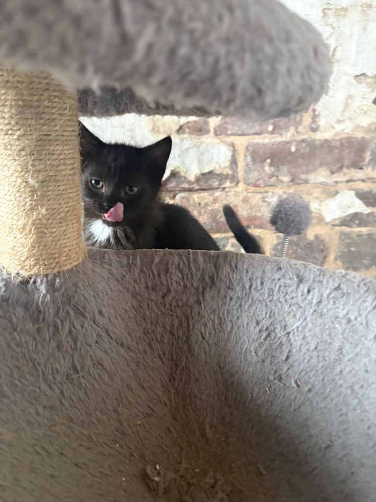Kitten Ready now! British shorthair x Domestic shorthair 