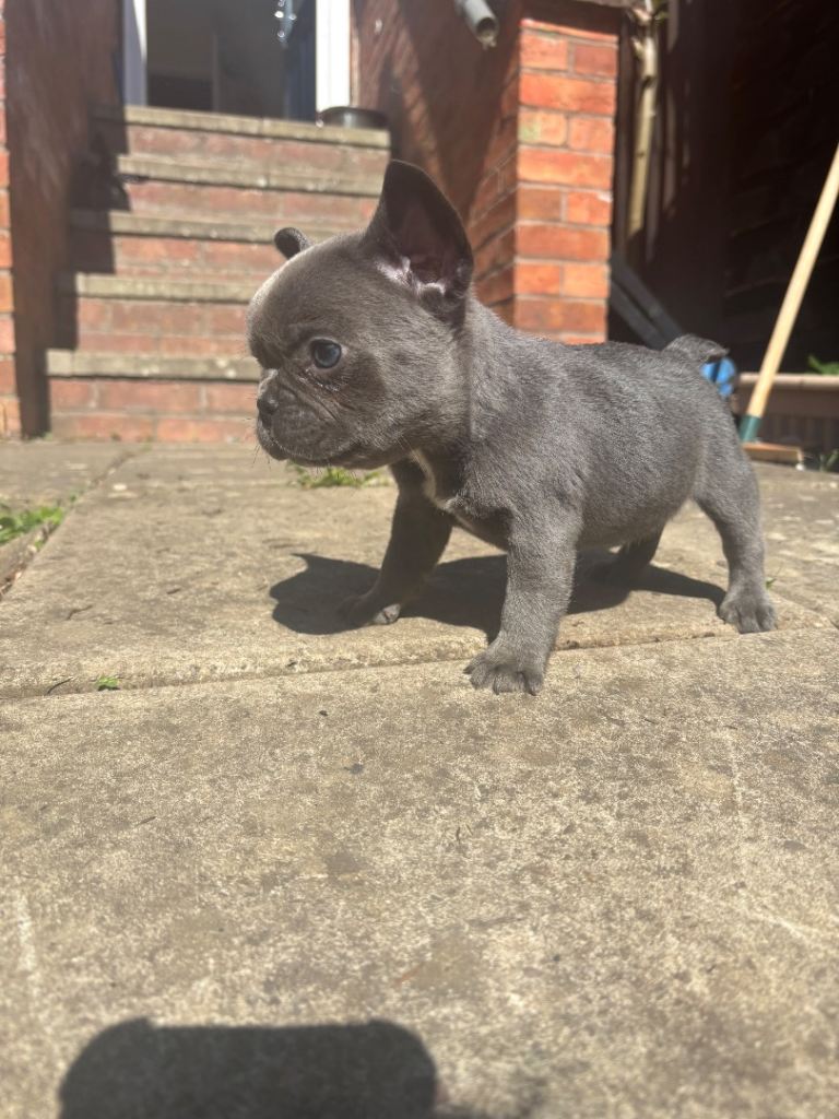 Full frenchie 