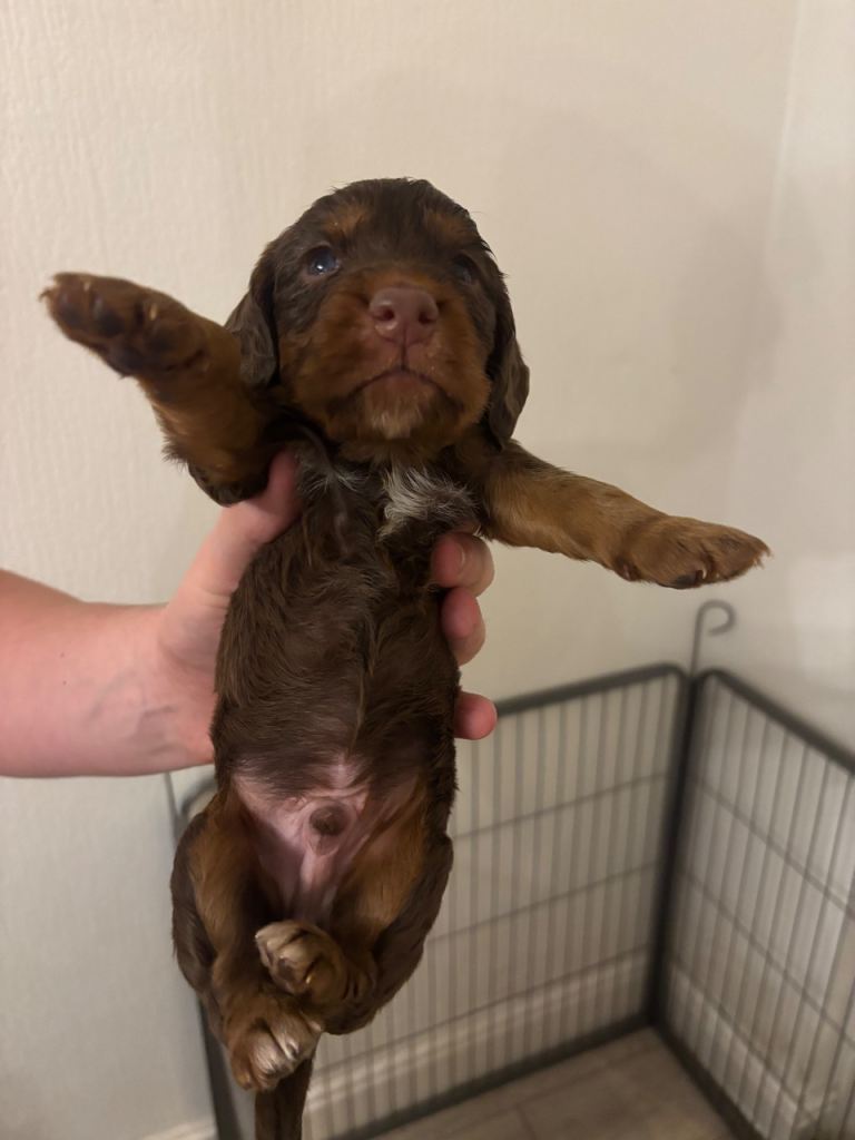 KC registered WCS cocker spaniels 