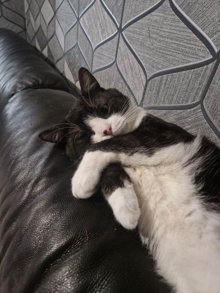 3 cats for sale