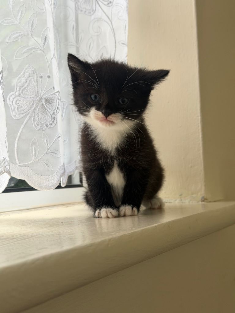 Kitten 