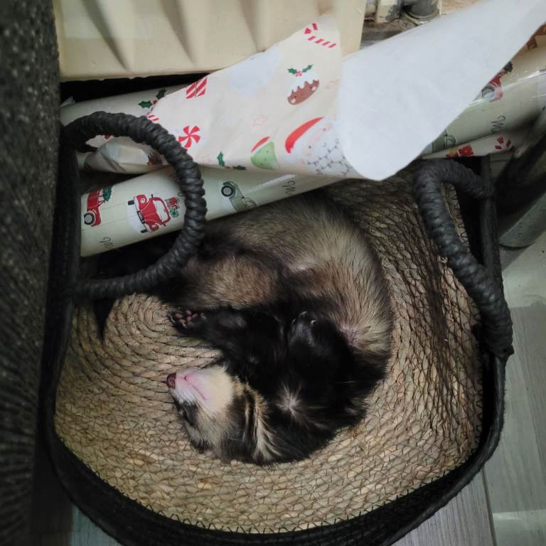 Male ferret for sale 