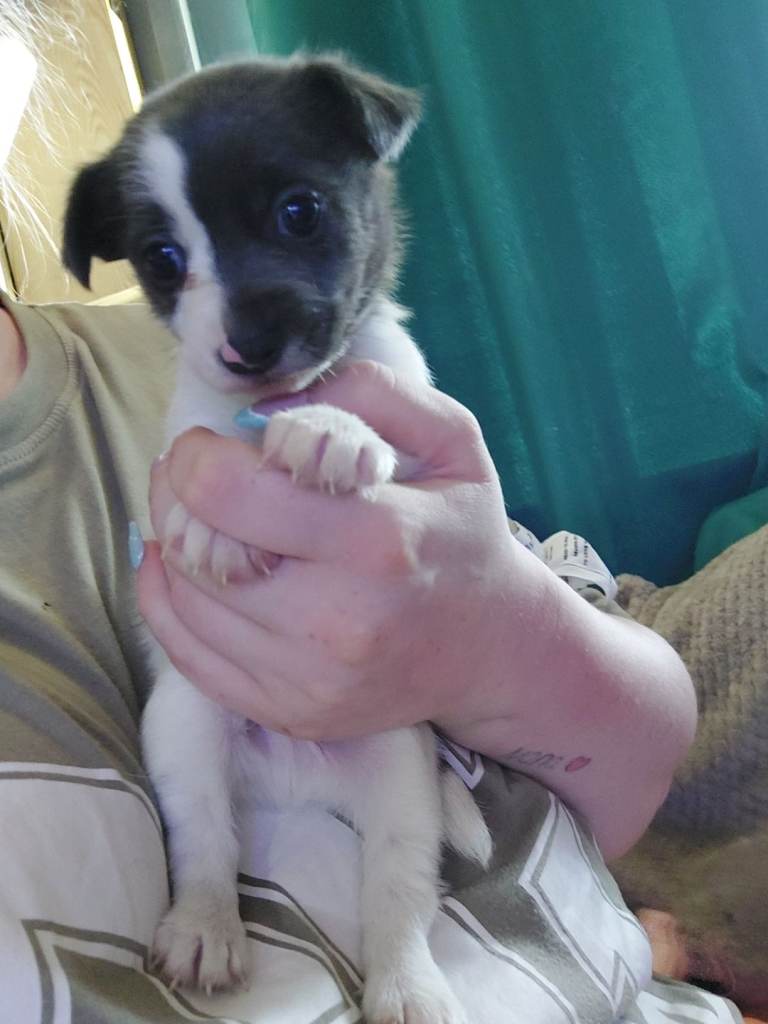 Male puppy 