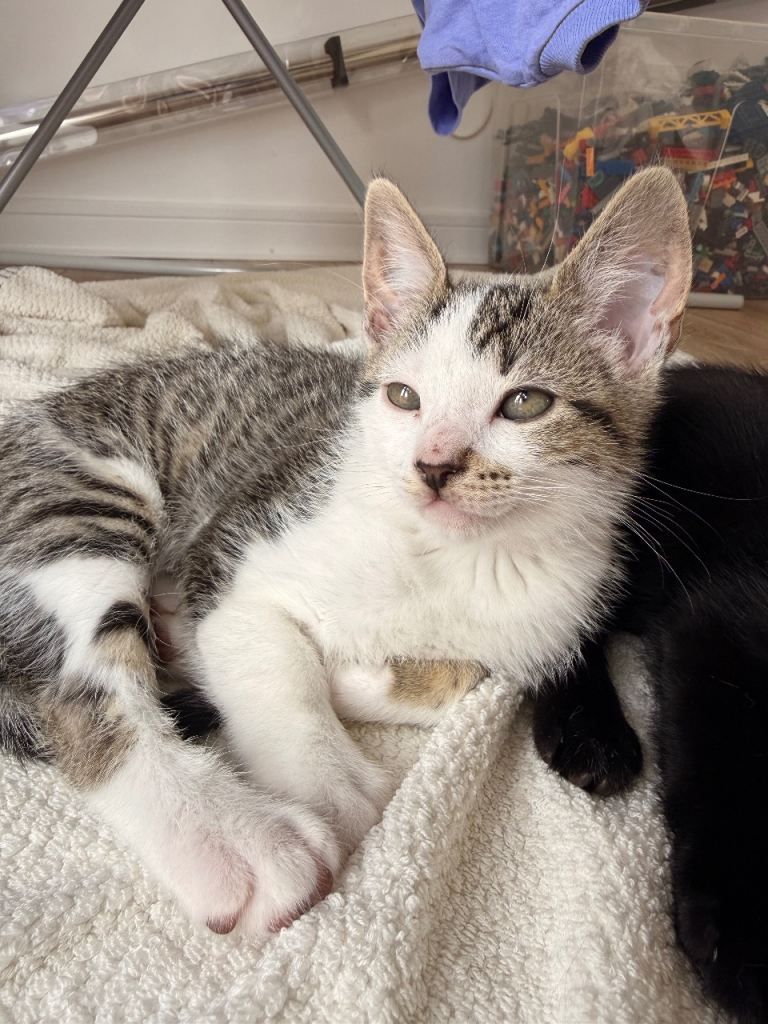 Kittens 