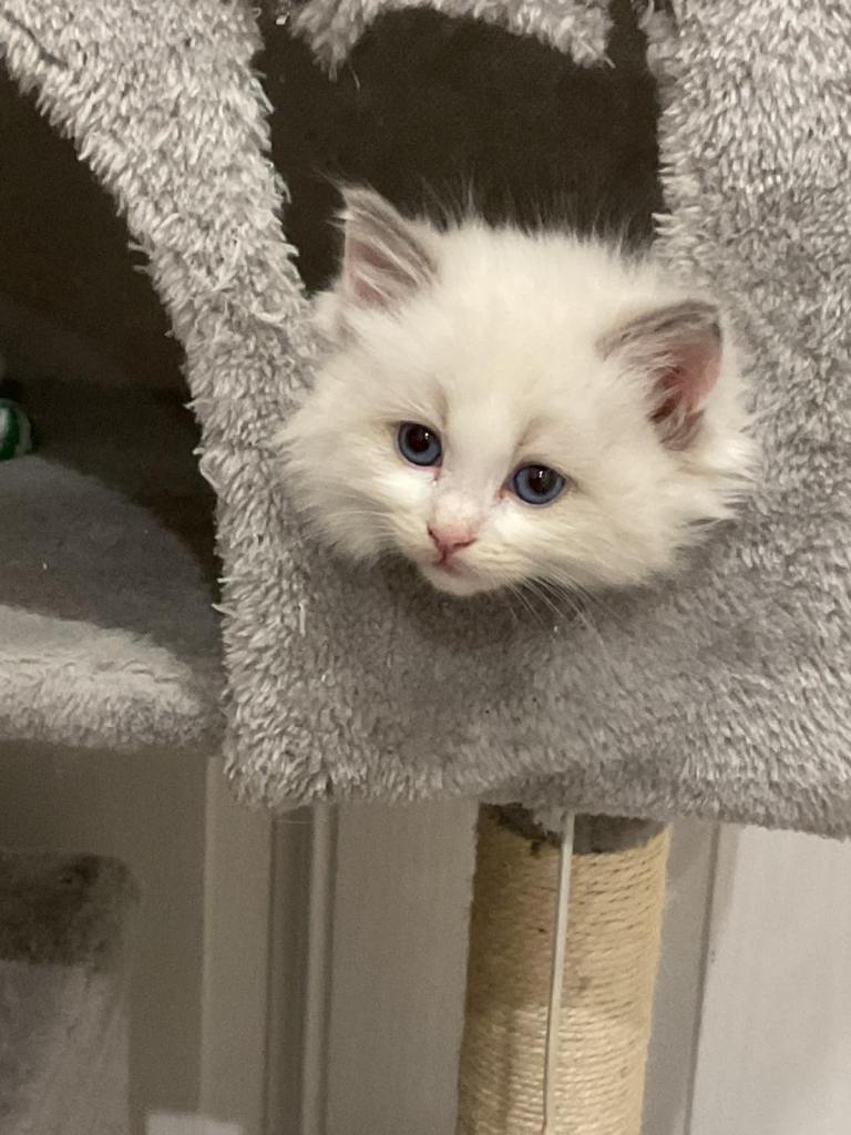 PURE BLUE POINT RAGDOLL KITTENS - 1 BOY 2 GIRLS LEFT