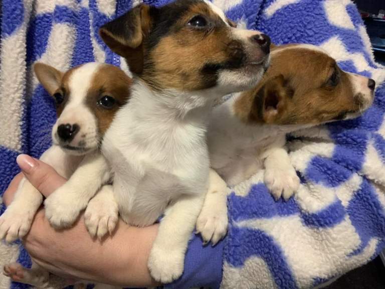 Miniature Jack Russel Puppies 