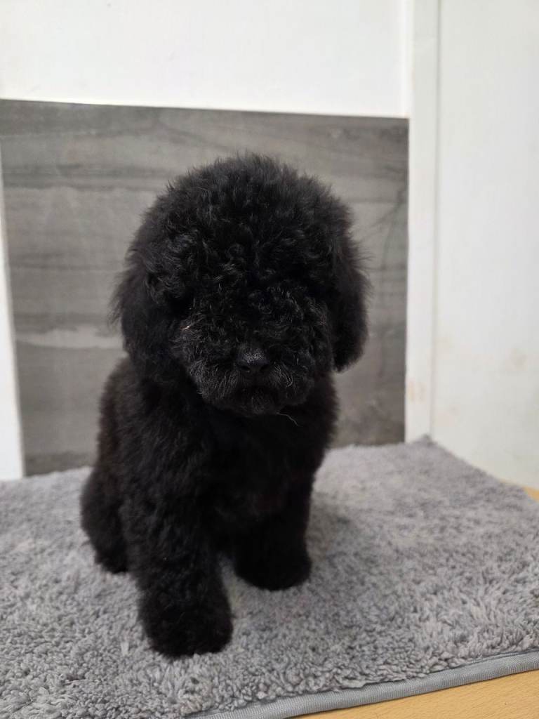 Kc toy poodles