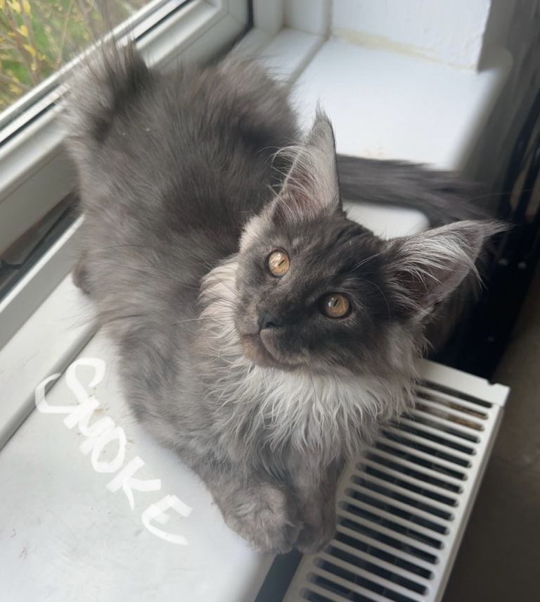 ✨Gorgeous Pedigree Maine Coon Males for Sale!✨