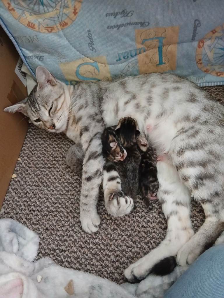 Bengal cross kittens