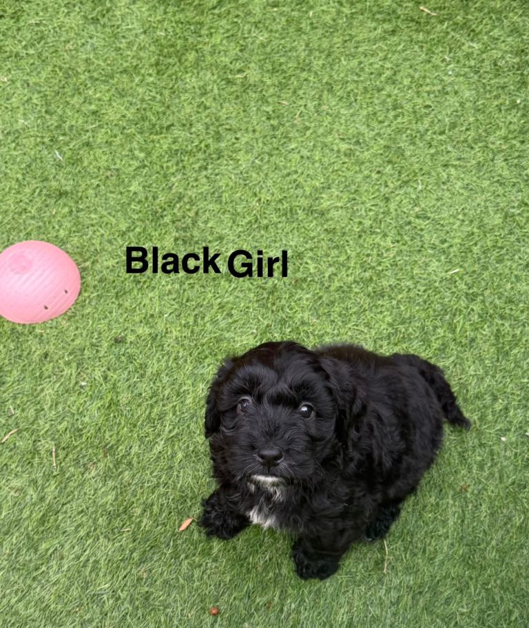 Cockapoo puppy