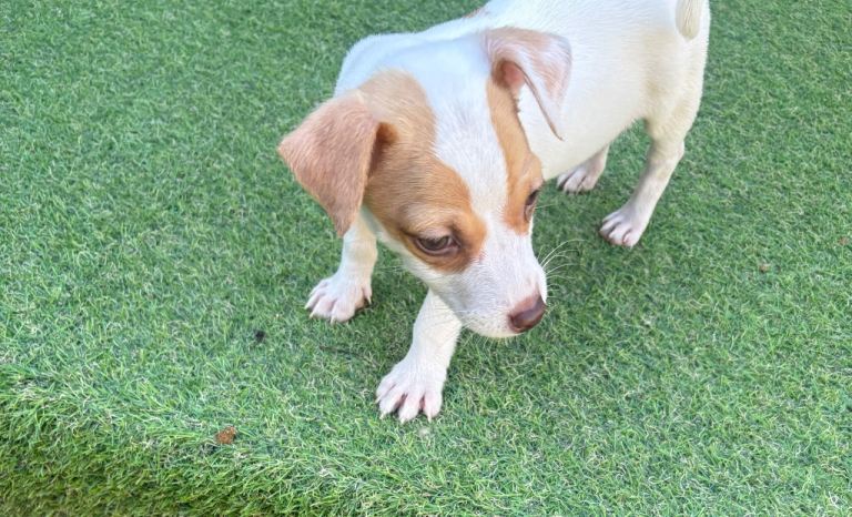 Jack Russell puppies 
