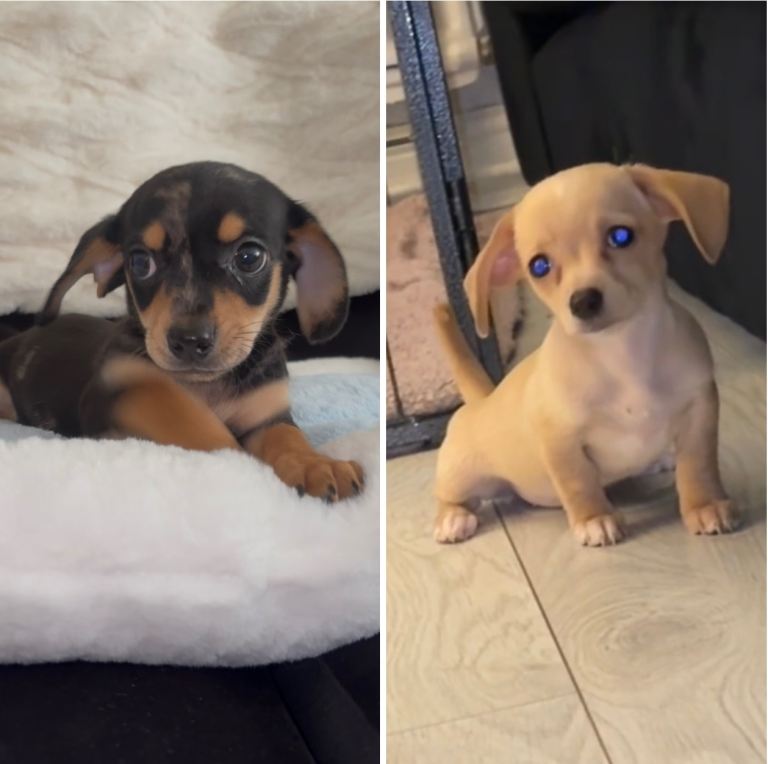 2 LEFT Gorgeous Mini Dachshund X Puppies🐾