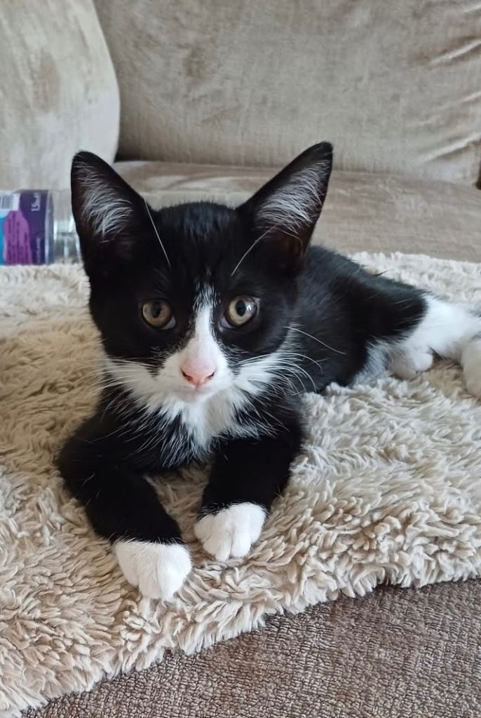 Gorgeous female kitten
