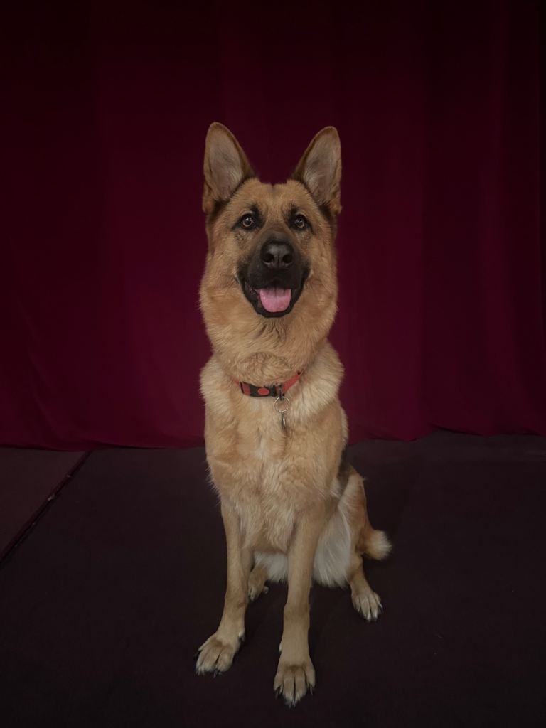German shepherd female 