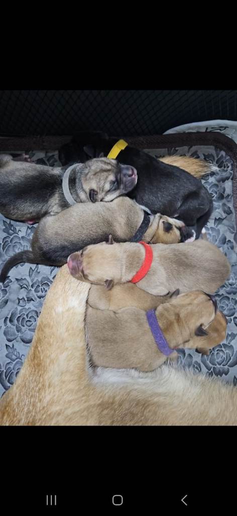 Beautiful Puppies, Mix Breed, Husky/Corso X Akita/Staff,