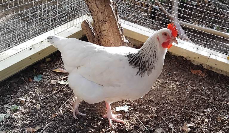 Point of Lay Chickens/Hens for sale