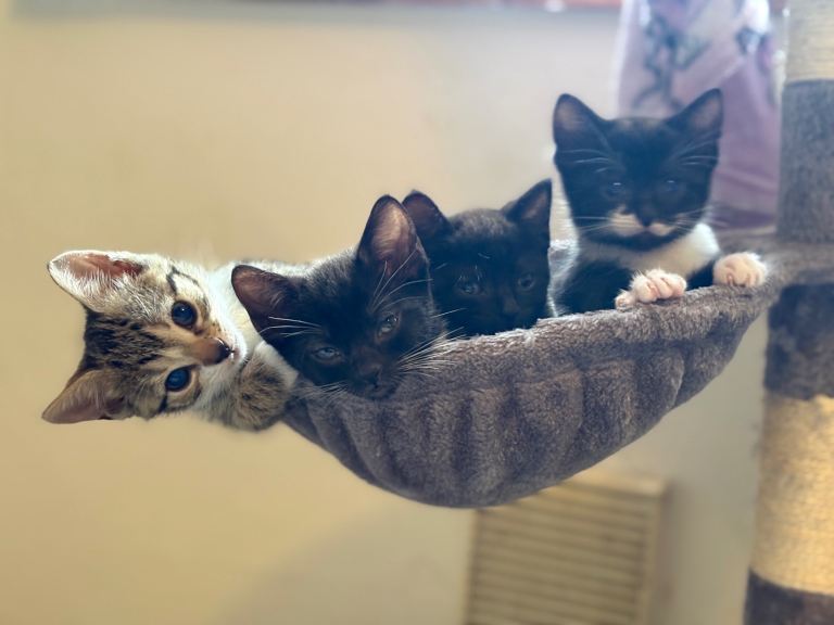 6 beautiful kittens ready for forever home 