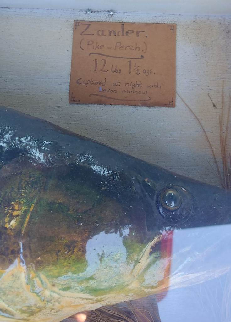 Zander Stuffed in Glass Case