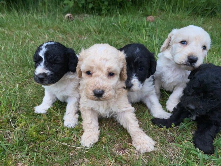 Cocapoo puppies 
