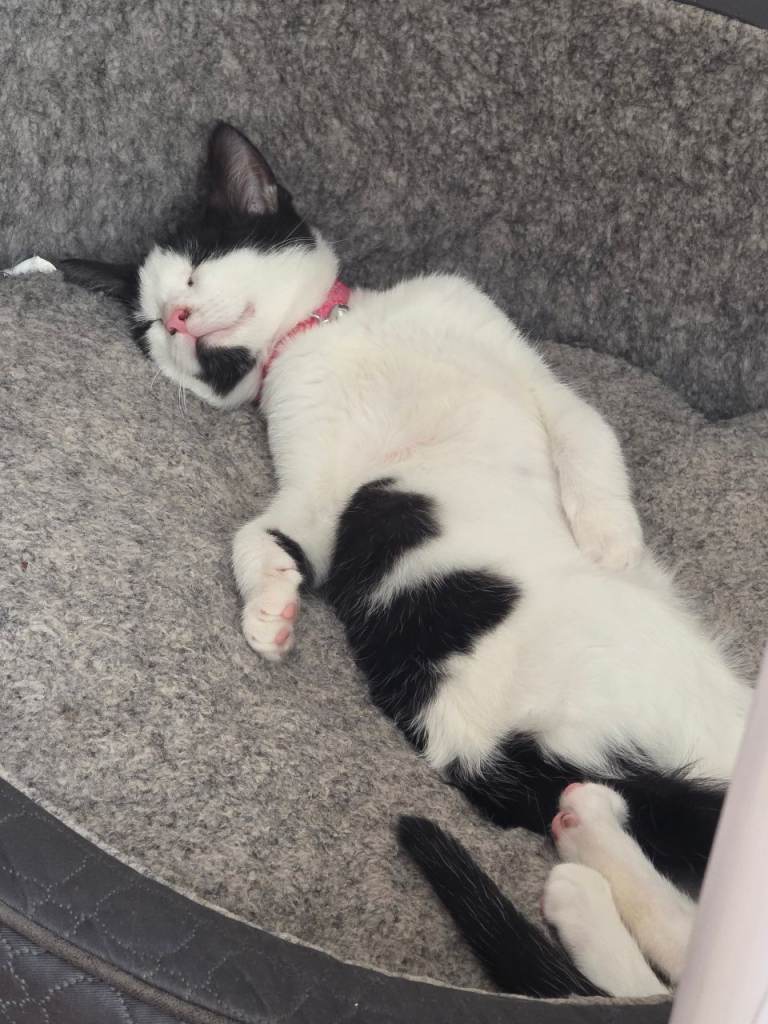 2 Female kittens 1 black and white 1 tortie 