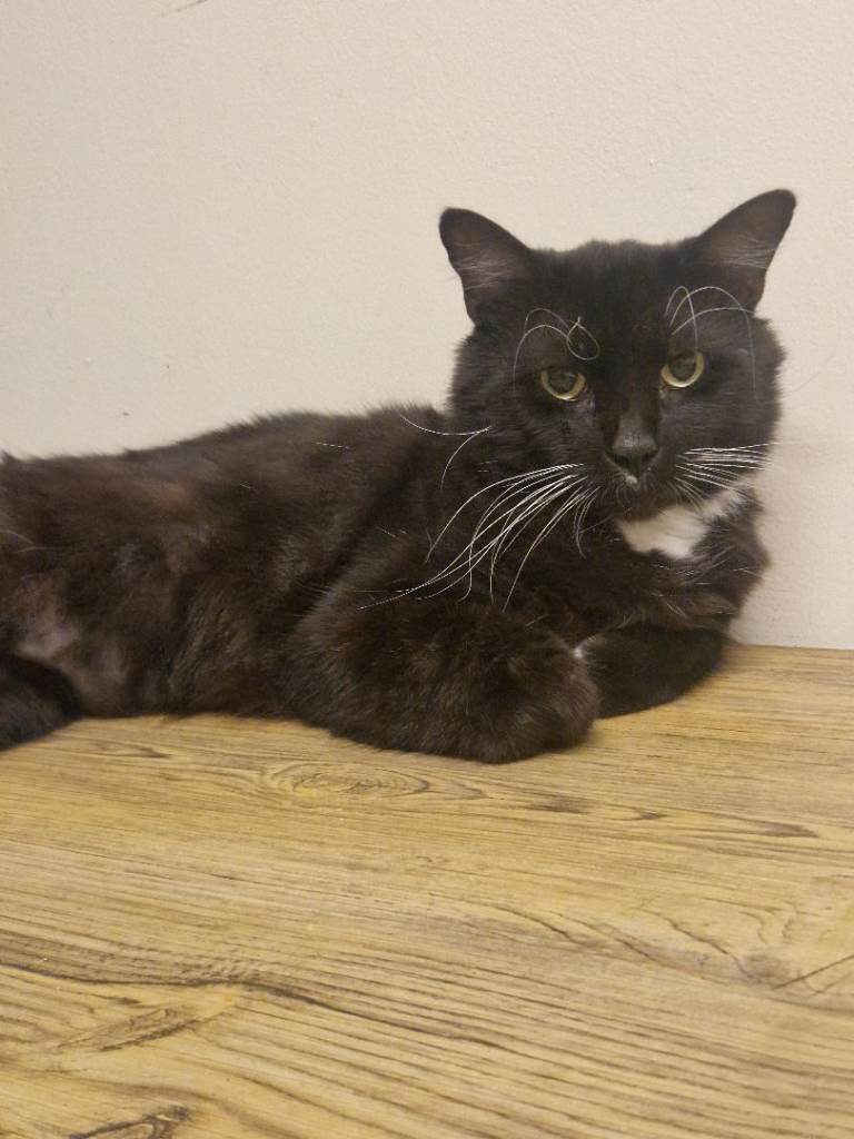 Cat in need of rehoming
