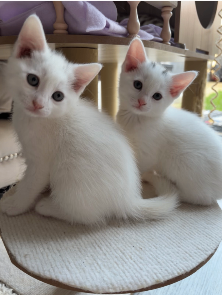 Last 2 White Russian Kittens – Ready to go Wednesday. 🐾