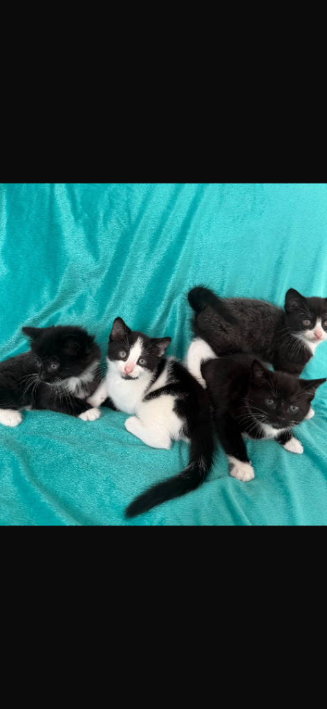 Kittens for sale/ 2 left