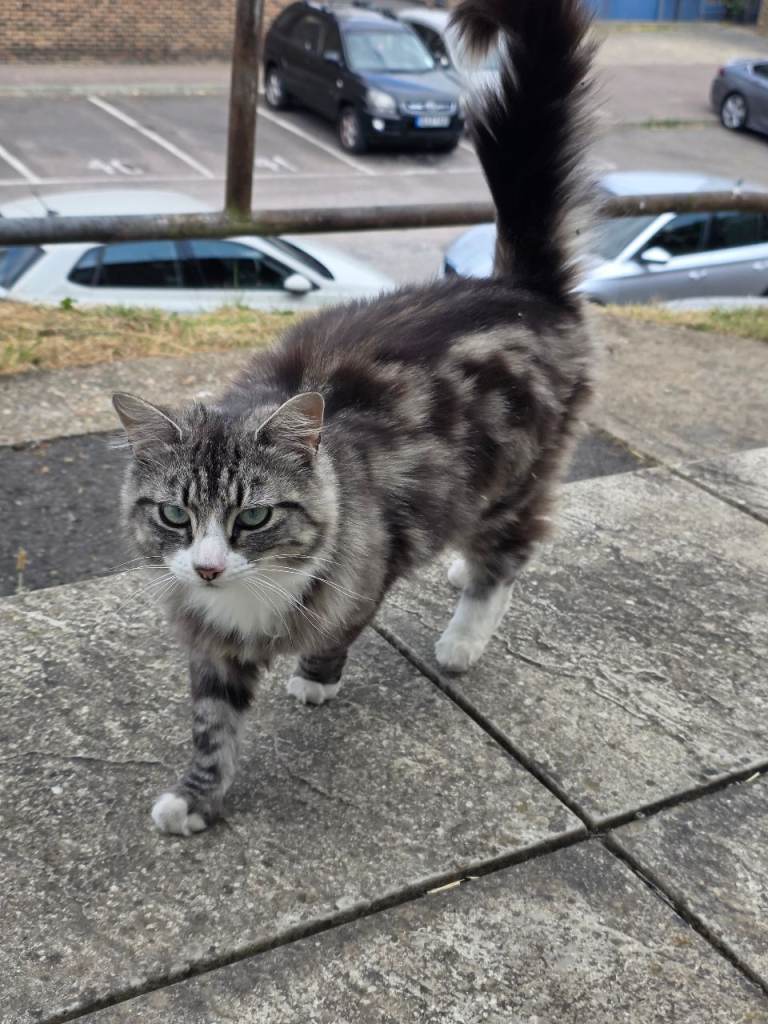 Cats for sale, willing to negotiate 