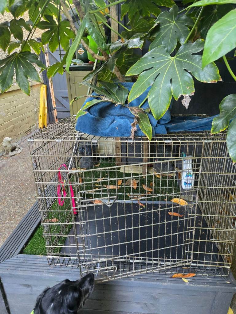 Dog cage for sale 