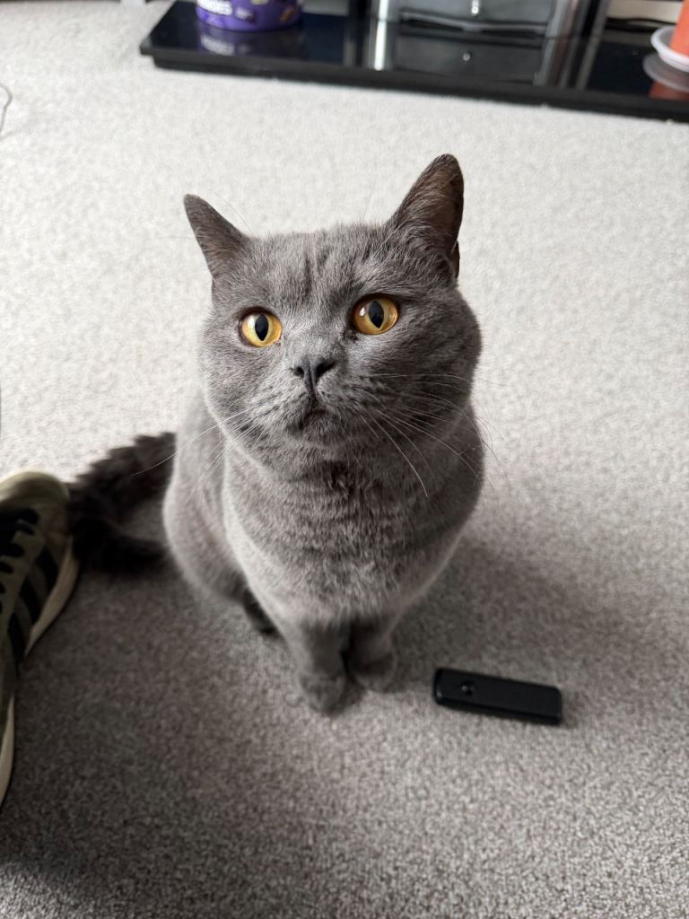 British Short Hair Male 