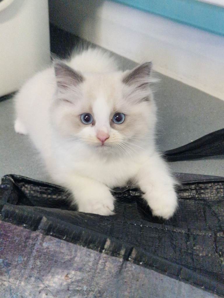 Ragdoll kitten