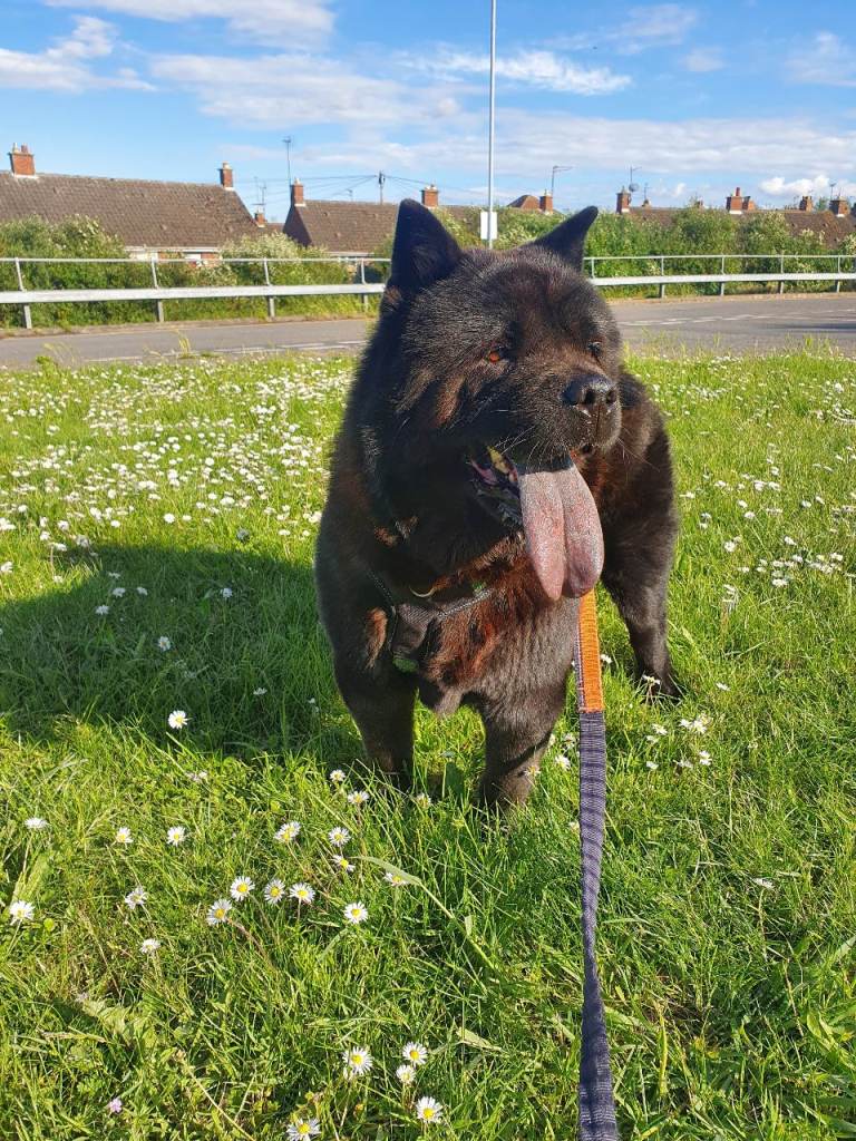 Beautiful Black Smooth Chow Chow