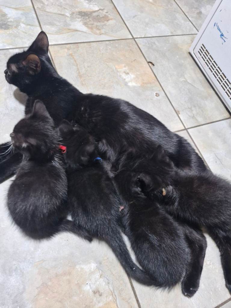 British Short Haired kittens 3 boys 3 girls