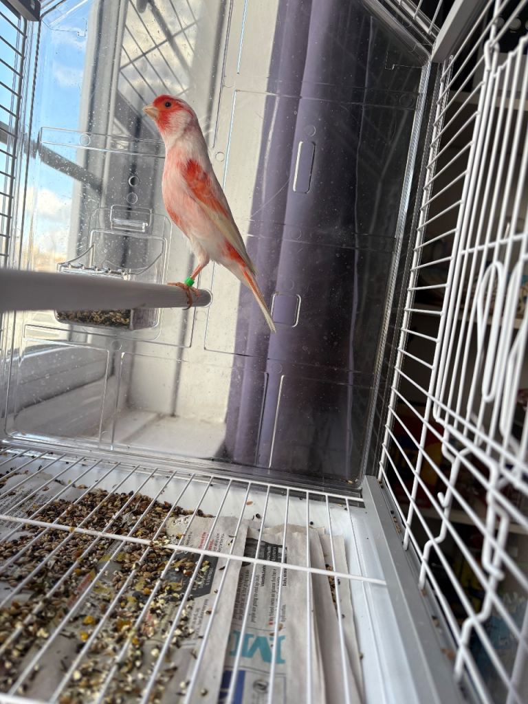 Red mosaic canary bird