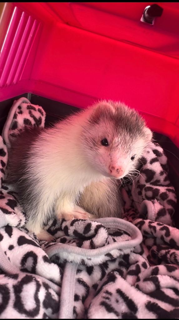 Male Angora Ferret