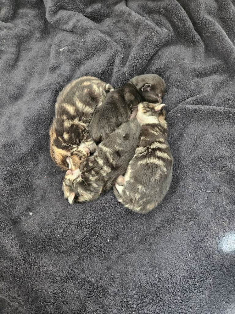 Stunning tabby kittens 
