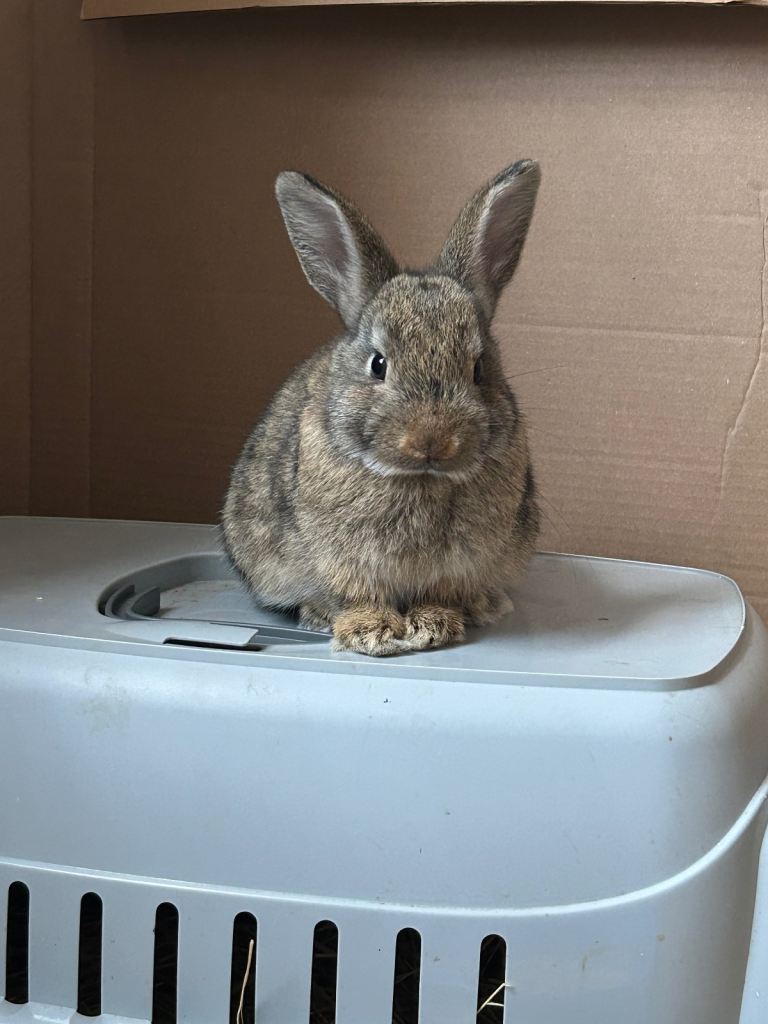 Baby Rabbits
