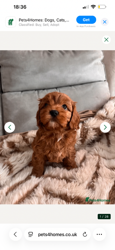 Beautiful Cavapoo puppies 
