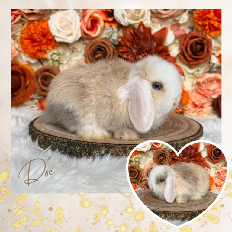 VACCINATED PUREBRED MINI LOPS