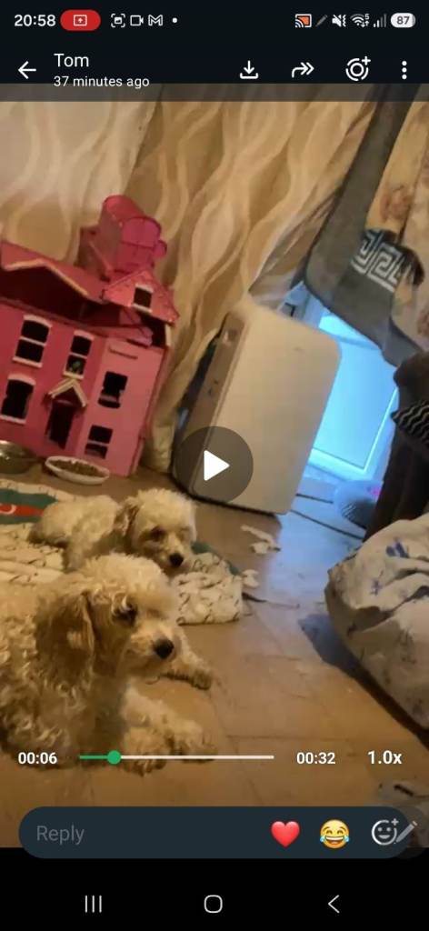  2 sisters doodel puppies 500 each