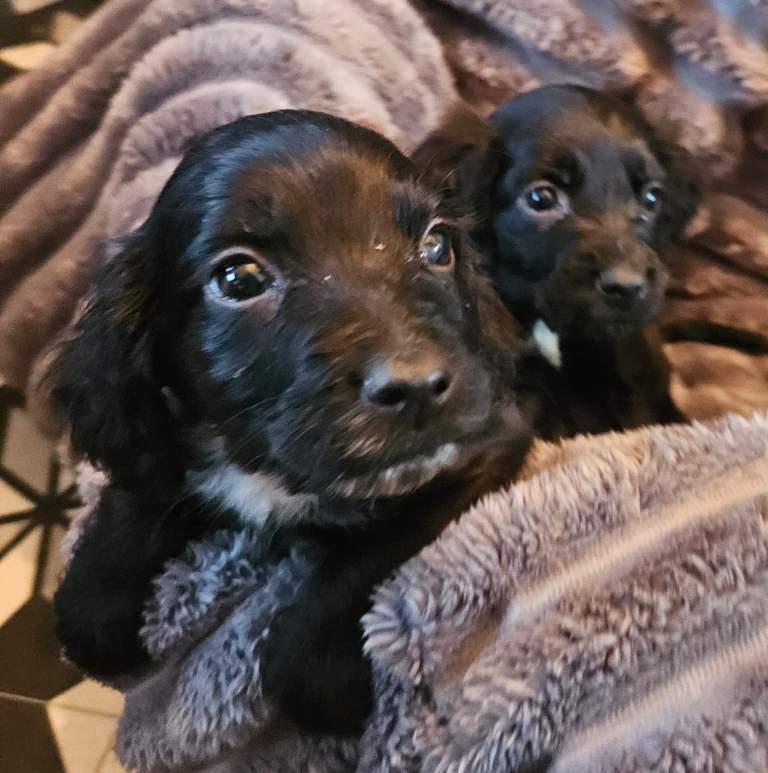 Cocker spaniel puppies