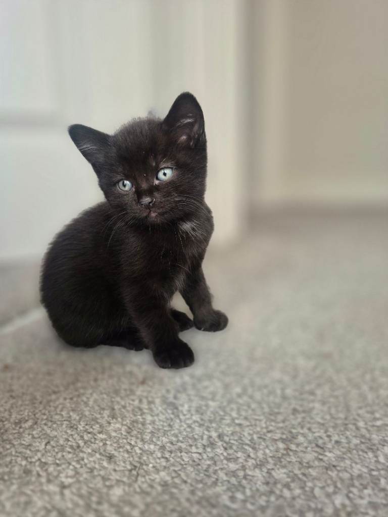 Beautiful kittens