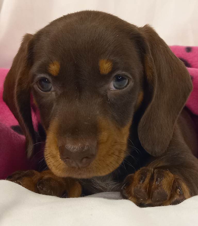 Kc reg stunning mini dachshund girl