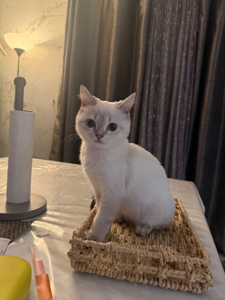 Final female British shorthair of litter 