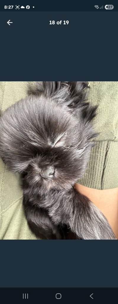  🐾Shih tzu beautiful Puppy’s for sale urgent