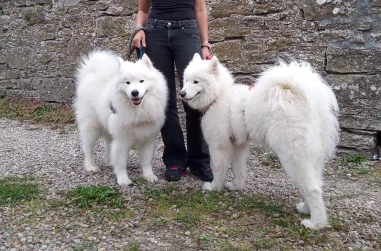 Adorable Samoyed puppies 