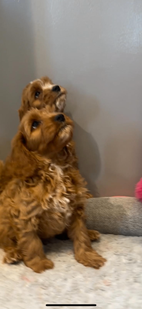 Rubys gorgeous cavapoos | in Stokesley, North Yorkshire | Gumtree