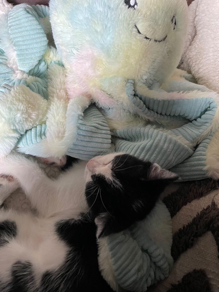 image for Male kitten 