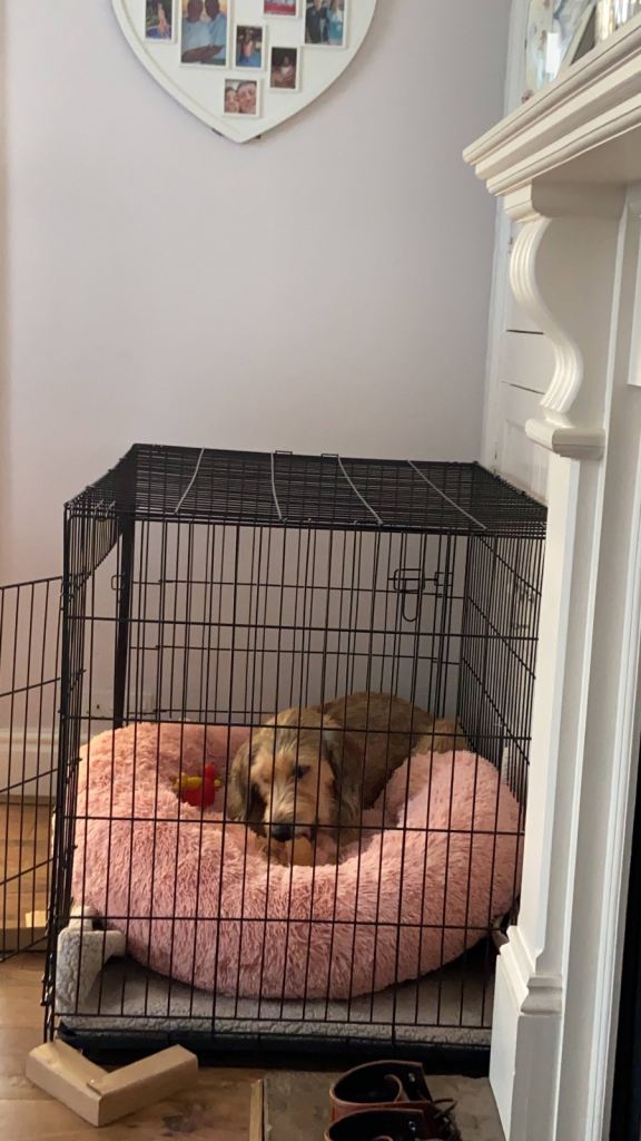 XL Dog cage 